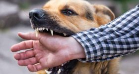 Dog Bite New Rules: పెంపుడు కుక్కలున్నాయా? పొరపాటున కరిస్తే ఓనర్‌పై ఎఫ్ఐఆర్, ఇదెక్కడి రూల్ బాబోయ్