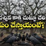 Facts About Crow: ఒక్క కాకి చనిపోతే వంద కాకులు వాలతాయ్, అది ఐక్యత కాదు.. అసలు సీక్రెట్ ఇదే!