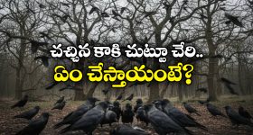 Facts About Crow: ఒక్క కాకి చనిపోతే వంద కాకులు వాలతాయ్, అది ఐక్యత కాదు.. అసలు సీక్రెట్ ఇదే!