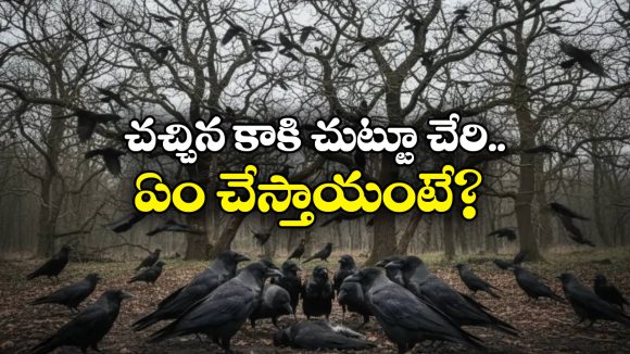 Facts About Crow: ఒక్క కాకి చనిపోతే వంద కాకులు వాలతాయ్, అది ఐక్యత కాదు.. అసలు సీక్రెట్ ఇదే!