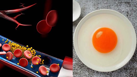Egg Yolk: గుడ్డు పచ్చసొన కొలెస్ట్రాల్‌ను పెంచుతుందా ? గుండె ఆరోగ్యంపై  ప్రభావం ఎంత ?