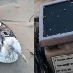 INS Kadamba: ఇండియన్ నేవీ బేస్ వద్ద ‘స్పై’ బర్డ్ కలకలం.. చైనా జీపీఎస్‌తో దొరికిన సీగల్ పక్షి.. గూఢచార్యమా? పరిశోధనా?
