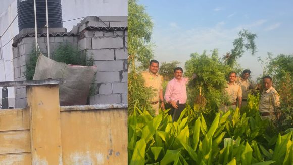 Ganja Cultivation: పచ్చని పల్లెల్లో.. పరిమలిస్తున్న గంజాయి
