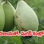 Bottle Gourd: సొరకాయతో షుగర్ కంట్రోల్.. ఇంకా దీని ప్రయోజనాలు తెలిస్తే ఆశ్చర్యపోతారు !