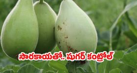 Bottle Gourd: సొరకాయతో షుగర్ కంట్రోల్.. ఇంకా దీని ప్రయోజనాలు తెలిస్తే ఆశ్చర్యపోతారు !