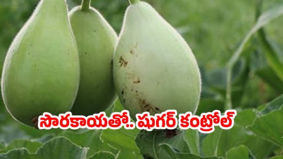 Bottle Gourd: సొరకాయతో షుగర్ కంట్రోల్.. ఇంకా దీని ప్రయోజనాలు తెలిస్తే ఆశ్చర్యపోతారు !