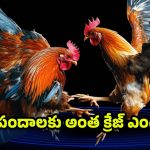 Sankranti Cockfighting: నిషేధాజ్ఞల మధ్య నిలిచిన సంప్రదాయం.. కోడి పందాల వెనుక ఉన్న ఆసక్తికర చరిత్ర !