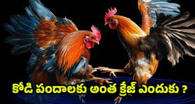 Sankranti Cockfighting: నిషేధాజ్ఞల మధ్య నిలిచిన సంప్రదాయం.. కోడి పందాల వెనుక ఉన్న ఆసక్తికర చరిత్ర !