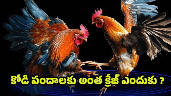 Sankranti Cockfighting: నిషేధాజ్ఞల మధ్య నిలిచిన సంప్రదాయం.. కోడి పందాల వెనుక ఉన్న ఆసక్తికర చరిత్ర !