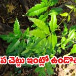 Neem Tree: వేప చెట్టు ఇంట్లో ఉంటే మంచిదేనా ? వాస్తు శాస్త్రం ఏం చెబుతోంది ?