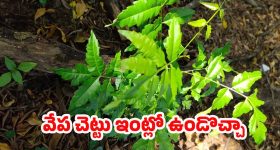 CPI Centenary Celebrations: ఖమ్మంలో బీజేపీ ఇద్దరు సర్పంచులను కూడా గెలిపించుకోలేదు: సీఎం రేవంత్ రెడ్డి