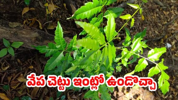Neem Tree: వేప చెట్టు ఇంట్లో ఉంటే మంచిదేనా ? వాస్తు శాస్త్రం ఏం చెబుతోంది ?
