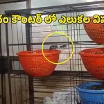 Annavaram Prasadam: అన్నవరం ప్రసాదం బుట్టలో ఎలుకలు.. వీడియో వైరల్ కావడంతో ఇద్దరు ఉద్యోగులు సస్పెండ్
