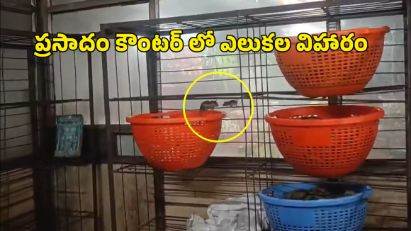Annavaram Prasadam: అన్నవరం ప్రసాదం బుట్టలో ఎలుకలు.. వీడియో వైరల్ కావడంతో ఇద్దరు ఉద్యోగులు సస్పెండ్