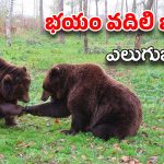 Bears: వాల్మీకి మహర్షి విగ్రహం చుట్టూ ప్రదక్షిణలు చేసిన ఎలుగుబంట్లు