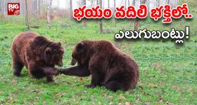 Jetlee Trailer Review: గాల్లోనే గందరగోళం… సత్య స్టైల్‌లో జెట్‌లీ ట్రైలర్ అదుర్స్