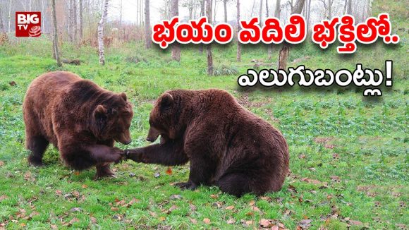 Bears: వాల్మీకి మహర్షి విగ్రహం చుట్టూ ప్రదక్షిణలు చేసిన ఎలుగుబంట్లు