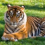 Bengal Tiger: నేను అడవిని కాదు.. నీ గడపను తొక్కుతా! పులి వేట వెనుక అసలు కథ!