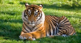 Bengal Tiger: నేను అడవిని కాదు.. నీ గడపను తొక్కుతా! పులి వేట వెనుక అసలు కథ!