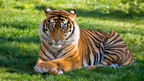 Bengal Tiger: నేను అడవిని కాదు.. నీ గడపను తొక్కుతా! పులి వేట వెనుక అసలు కథ!