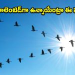 Birds V Rormation: పక్షులేమీ పిచ్చివి కావు.. ఆకాశంలో V షేప్‌లో ఎందుకు వెళ్తాయో తెలిస్తే.. వాటి తెలివికి ఫిదా అయిపోతారు!