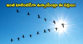 Techie Death: "కాపాడమని రెండు గంటలు అరిచినా.. చూస్తూ నిలబడ్డారు": నోయిడా డ్రైనేజీలో టెక్కీ మృతి!
