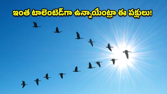 Birds V Rormation: పక్షులేమీ పిచ్చివి కావు.. ఆకాశంలో V షేప్‌లో ఎందుకు వెళ్తాయో తెలిస్తే.. వాటి తెలివికి ఫిదా అయిపోతారు!