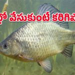 Boneless Fish: చైనా ఆవిష్కరణ.. ఈ చేపకు అసలు ముళ్లే ఉండవట!