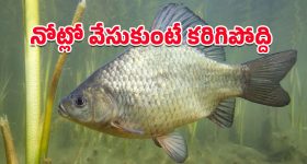 Walnuts: వీళ్లు పొరపాటున కూడా.. వాల్ నట్స్ తినొద్దు తెలుసా ?