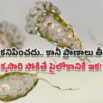 Brain Eating Amoeba: ప్రపంచాన్ని వణికిస్తున్న సూక్ష్మజీవి.. ‘బ్రెయిన్ ఈటింగ్ అమీబా’తో 99% మందికి ప్రాణాంతకం!