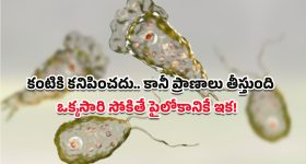 Brain Eating Amoeba: ప్రపంచాన్ని వణికిస్తున్న సూక్ష్మజీవి.. ‘బ్రెయిన్ ఈటింగ్ అమీబా’తో 99% మందికి ప్రాణాంతకం!