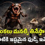 Cockroaches Food: బొద్దింకలు మనుషులను తింటాయా? వాటికి ఏయే శరీర భాగాలు ఇష్టమంటే?