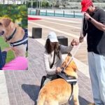 Animal love: కుక్క కోసం సాహసమే చేశారు.. అక్షరాల రూ.15లక్షలు పెట్టి ఇండియా నుంచి ఆస్ట్రేలియాకు.. వీడియో వైరల్