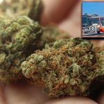 Drugs Seized: శంషాబాద్ ఎయిర్‌పోర్ట్‌లో డ్రగ్స్ కలకలం.. రూ. 9.5 కోట్ల హైడ్రోపోనిక్ గంజాయి సీజ్!