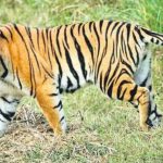 Tiger Attack: ఏలూరు జిల్లాలో పులి పంజా.. వరుసగా పశువుల మృతితో వణుకుతున్న గ్రామాలు