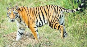 Tiger Attack: ఏలూరు జిల్లాలో పులి పంజా.. వరుసగా పశువుల మృతితో వణుకుతున్న గ్రామాలు
