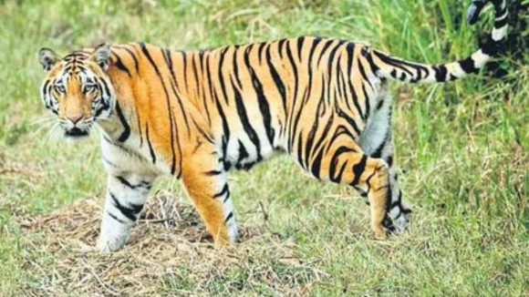 Tiger Attack: ఏలూరు జిల్లాలో పులి పంజా.. వరుసగా పశువుల మృతితో వణుకుతున్న గ్రామాలు