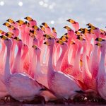 AP Flamingo Festival: నేటి నుంచి ఫ్లెమింగో ఫెస్టివల్.. వ్యూపాయింట్స్, బోటింగ్ ఇక్కడే.. ఉచిత బస్సులు కూడా