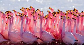 AP Flamingo Festival: నేటి నుంచి ఫ్లెమింగో ఫెస్టివల్.. వ్యూపాయింట్స్, బోటింగ్ ఇక్కడే.. ఉచిత బస్సులు కూడా