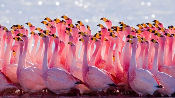AP Flamingo Festival: నేటి నుంచి ఫ్లెమింగో ఫెస్టివల్.. వ్యూపాయింట్స్, బోటింగ్ ఇక్కడే.. ఉచిత బస్సులు కూడా