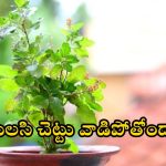 Tulsi plant: చలికాలంలో తులసి చెట్టు ఎండిపోతోందా ?