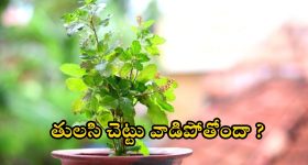 Tulsi plant: చలికాలంలో తులసి చెట్టు ఎండిపోతోందా ?