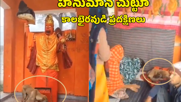Dog Video Viral: హనుమాన్ విగ్రహం చుట్టూ వీధి కుక్క ప్రదక్షిణలు.. 36 గంటలుగా తిరుగుతున్న వీడియో వైరల్