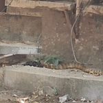 Gandhi Bhavan: గాంధీ భవన్‌లో భారీ పాము కలకలం.. సంక్రాంతి సెలవులతో తప్పిన పెను ప్రమాదం!