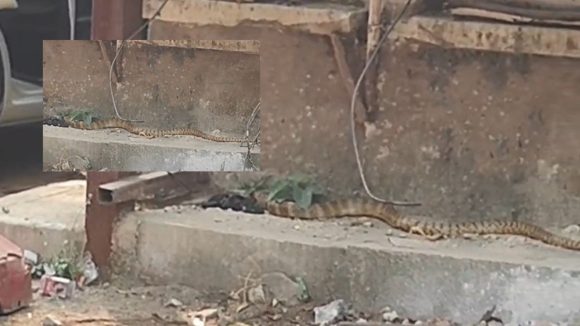 Gandhi Bhavan: గాంధీ భవన్‌లో భారీ పాము కలకలం.. సంక్రాంతి సెలవులతో తప్పిన పెను ప్రమాదం!