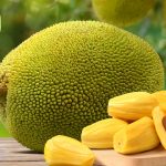 Jack Fruit: పనస తొనలను ఈ ఆరోగ్య సమస్యలు ఉన్న వారు తినకూడదు