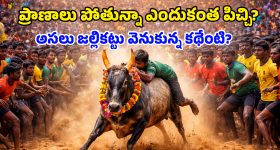 Jallikattu Bull Festival: జల్లికట్టు ఎందుకంత ఫేమస్? పోటీలో దిగాలంటే నాన్‌వెజ్ తినకూడదా? ఆసక్తికర విషయాలు ఇవిగో..