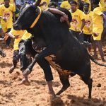 Jallikattu: జల్లికట్టు పోటీల్లో అపశృతి.. ఏకంగా 54 మందికి గాయాలు, పలువురి పరిస్థితి విషమం