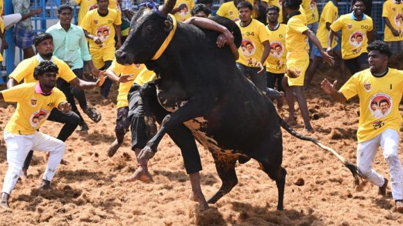 Jallikattu: జల్లికట్టు పోటీల్లో అపశృతి.. ఏకంగా 54 మందికి గాయాలు, పలువురి పరిస్థితి విషమం