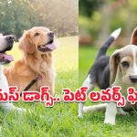 Popular Dog Breeds: భారత్‌లో మోస్ట్ ఫేమస్ పెట్ డాగ్స్.. చూడగానే ముద్దొచ్చే ఈ శునకాలపై ఓ లుక్కేయండి!
